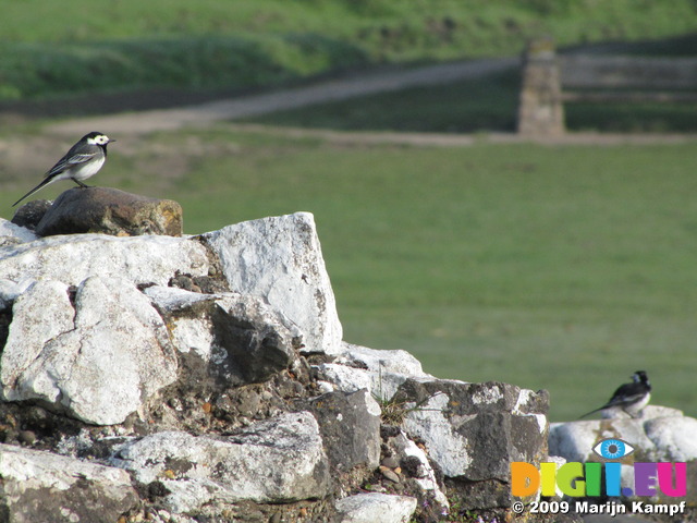 SX05474 Pied Wagtails sitting on wall (Motacilla alba yarrellii)